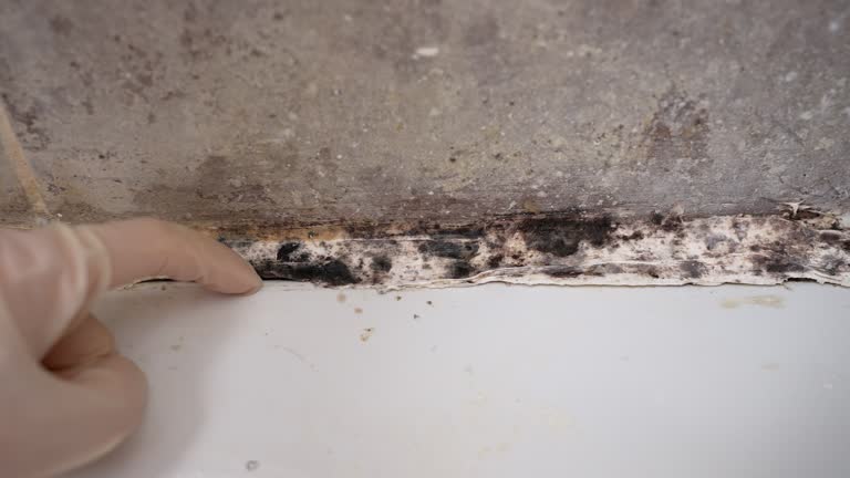 Forensic Mold Investigation in Catawissa, PA
