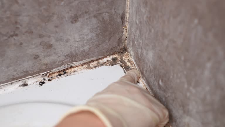 Best Industrial Mold Remediation  in Catawissa, PA