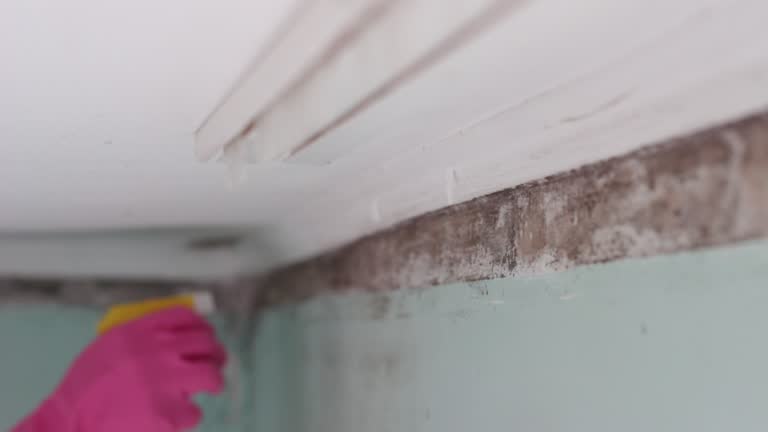 Best Environmental Consulting for Mold Prevention  in Catawissa, PA